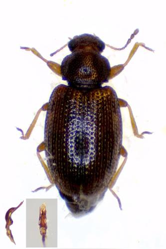 Corticarina minuta